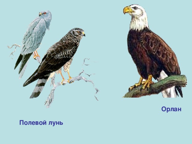 Орлан Полевой лунь 