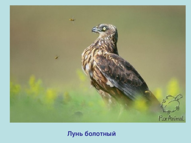 Лунь болотный 