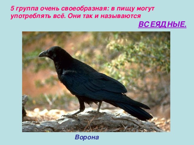5 группа очень своеобразная: в пищу могут употреблять всё. Они так и называются  ВСЕЯДНЫЕ. Ворона 