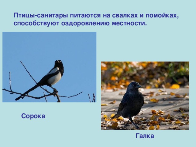 Птицы-санитары питаются на свалках и помойках, способствуют оздоровлению местности.  Сорока Галка 