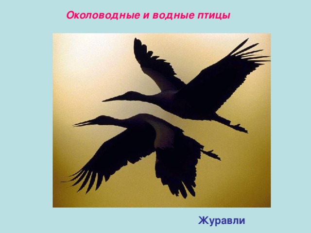 Околоводные и водные птицы Журавли 