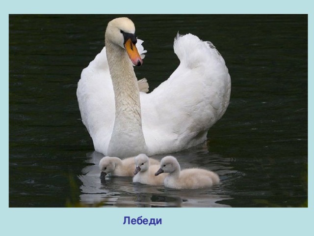 Лебеди 