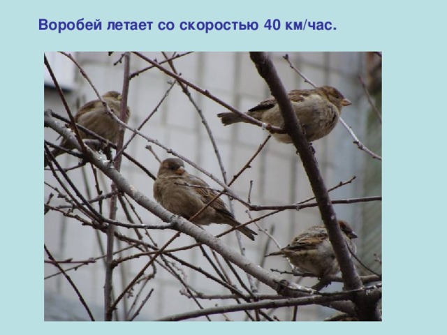Воробей летает со скоростью 40 км/час.  