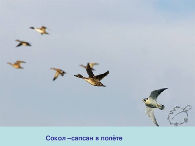 Сокол –сапсан в полёте 