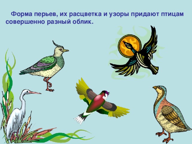 Форма перьев, их расцветка и узоры придают птицам совершенно разный облик.  