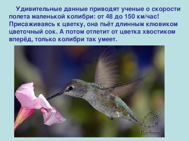  Удивительные данные приводят ученые о скорости полета маленькой колибри: от 48 до 150 км/час! Присаживаясь к цветку, она пьёт длинным клювиком цветочный сок. А потом отлетит от цветка хвостиком вперёд, только колибри так умеет.  
