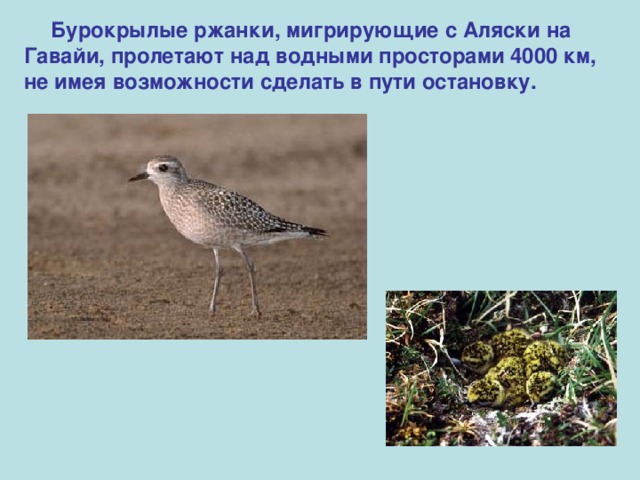  Бурокрылые ржанки, мигрирующие с Аляски на Гавайи, пролетают над водными просторами 4000 км, не имея возможности сделать в пути остановку.  