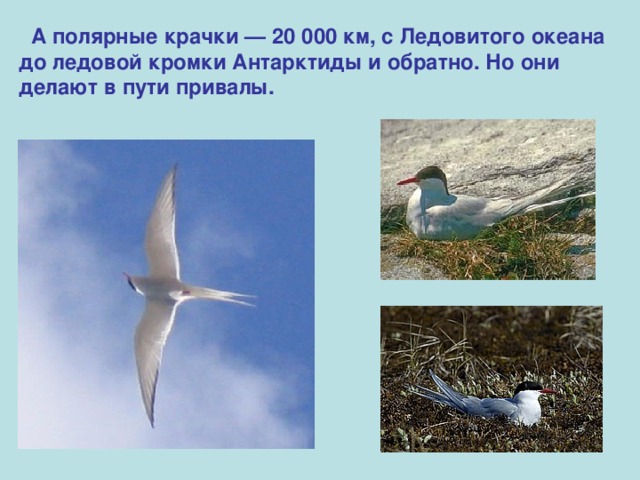  А полярные крачки — 20 000 км, с Ледовитого океана до ледовой кромки Антарктиды и обратно. Но они делают в пути привалы.  