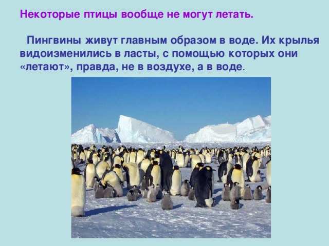 Некоторые птицы вообще не могут летать.    Пингвины живут главным образом в воде. Их крылья видоизменились в ласты, с помощью которых они «летают», правда, не в воздухе, а в воде . 