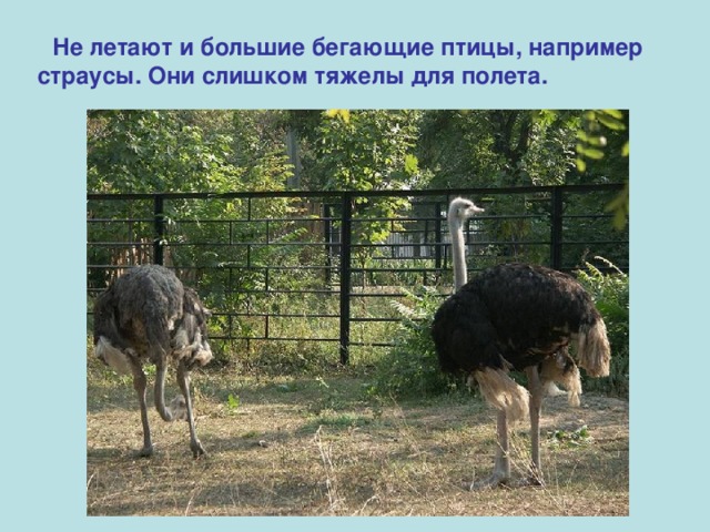  Не летают и большие бегающие птицы, например страусы. Они слишком тяжелы для полета.  