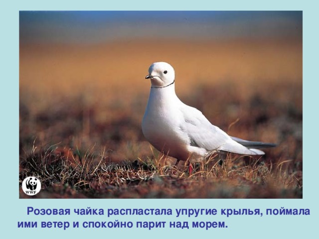  Розовая чайка распластала упругие крылья, поймала  ими ветер и спокойно парит над морем. 