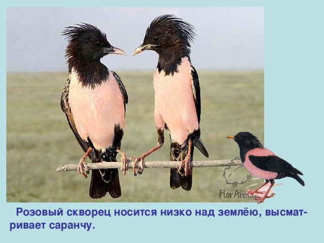  Розовый скворец носится низко над землёю, высмат- ривает саранчу. 