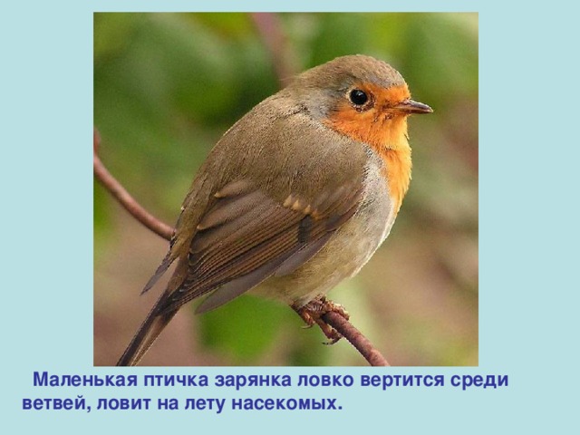  Маленькая птичка зарянка ловко вертится среди ветвей, ловит на лету насекомых. 