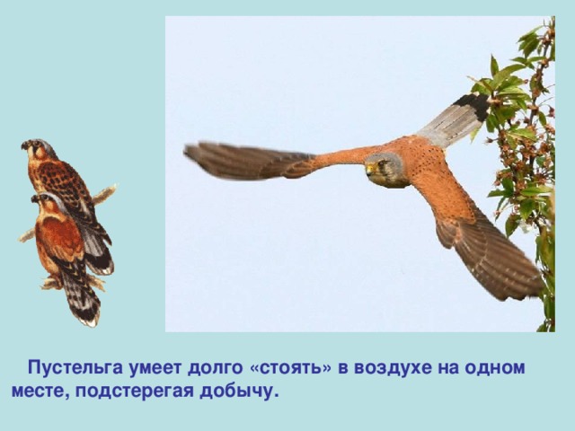 Пустельга умеет долго «стоять» в воздухе на одном  месте, подстерегая добычу. 