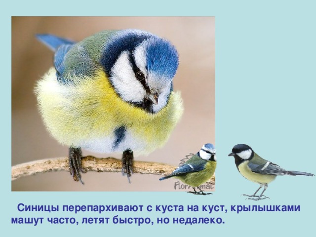  Синицы перепархивают с куста на куст, крылышками машут часто, летят быстро, но недалеко. 