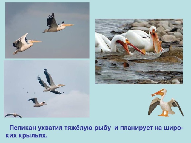 Пеликан ухватил тяжёлую рыбу и планирует на широ- ких крыльях. 