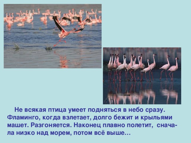  Не всякая птица умеет подняться в небо сразу. Фламинго, когда взлетает, долго бежит и крыльями машет. Разгоняется. Наконец плавно полетит, снача-ла низко над морем, потом всё выше… 