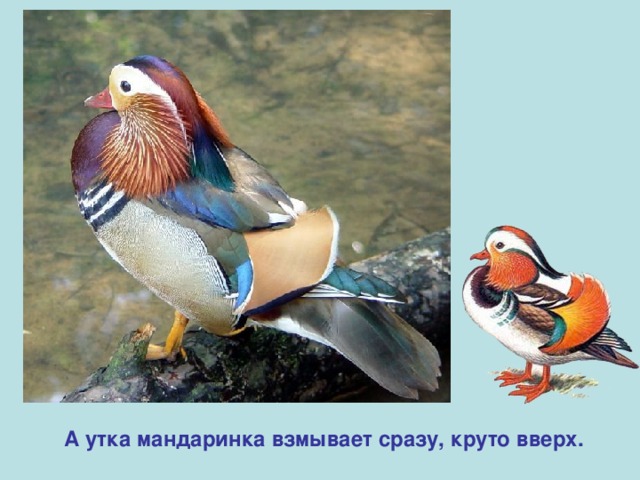 А утка мандаринка взмывает сразу, круто вверх. 