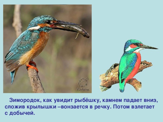  Зимородок, как увидит рыбёшку, камнем падает вниз, сложив крылышки –вонзается в речку. Потом взлетает с добычей. 