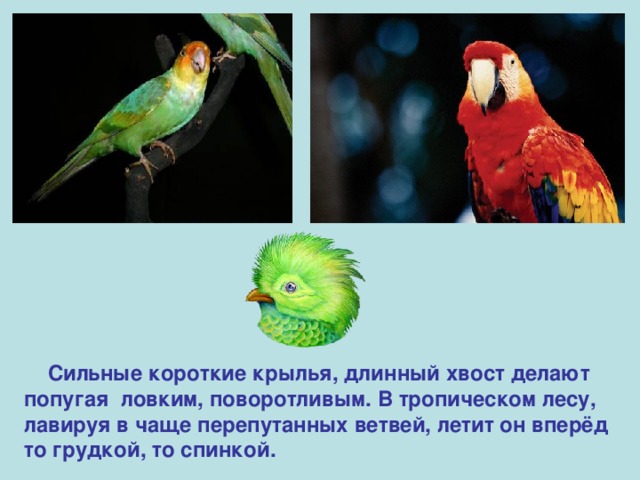  Сильные короткие крылья, длинный хвост делают попугая ловким, поворотливым. В тропическом лесу, лавируя в чаще перепутанных ветвей, летит он вперёд то грудкой, то спинкой.  