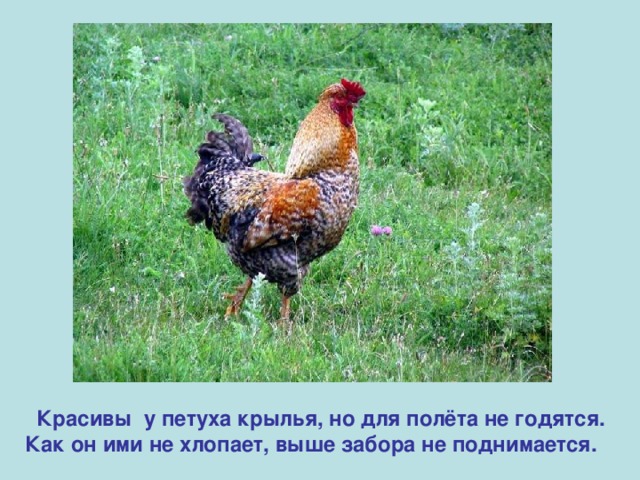  Красивы у петуха крылья, но для полёта не годятся.  Как он ими не хлопает, выше забора не поднимается. 