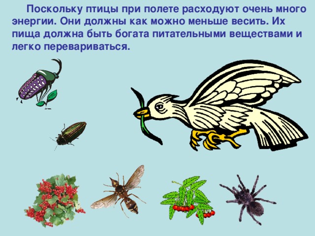  Поскольку птицы при полете расходуют очень много энергии. Они должны как можно меньше весить. Их пища должна быть богата питательными веществами и легко перевариваться. 