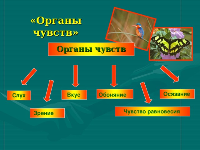 Зрение «Органы чувств» Органы чувств Осязание Вкус Обоняние Слух Чувство равновесия 