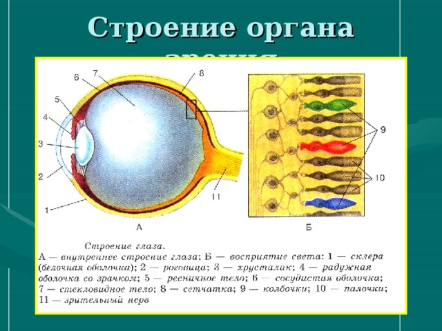 Строение органа зрения 