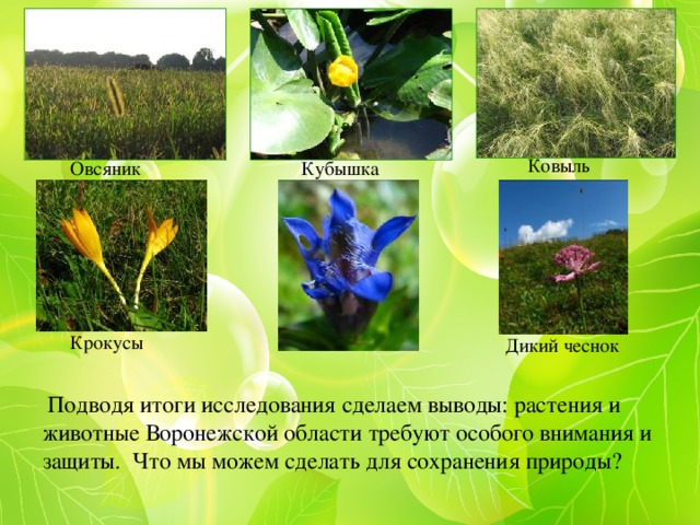 Растительный и животный мир воронежской области презентация