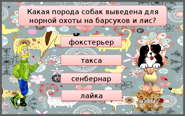 Какая порода собак выведена для норной охоты на барсуков и лис? фокстерьер такса сенбернар лайка 