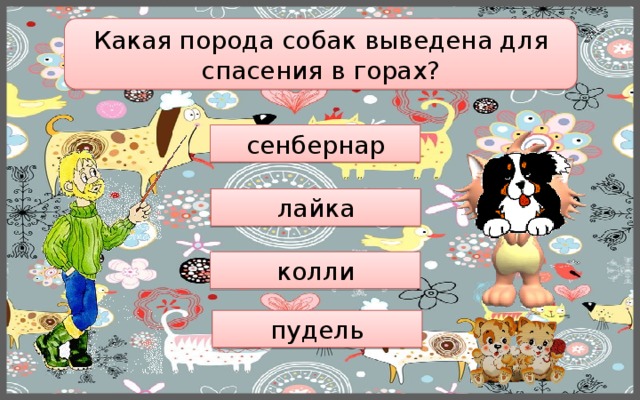 Какая порода собак выведена для спасения в горах? сенбернар лайка колли пудель 