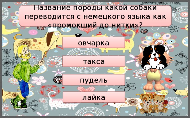 Название породы какой собаки переводится с немецкого языка как «промокший до нитки»? овчарка такса пудель лайка 