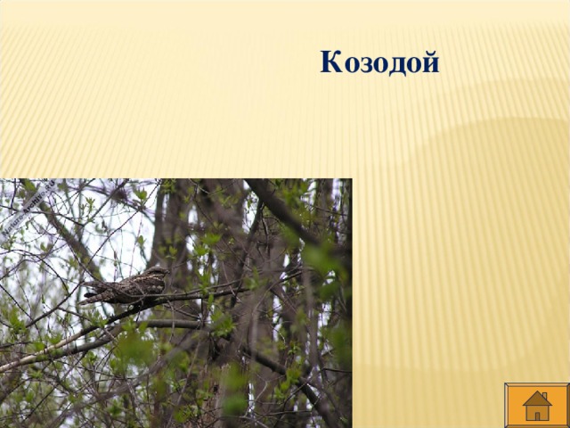 Козодой