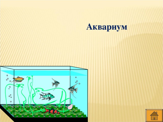 Аквариум
