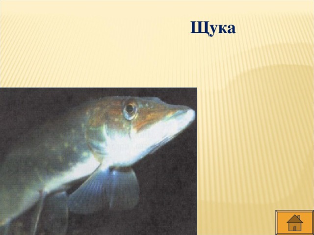 Щука
