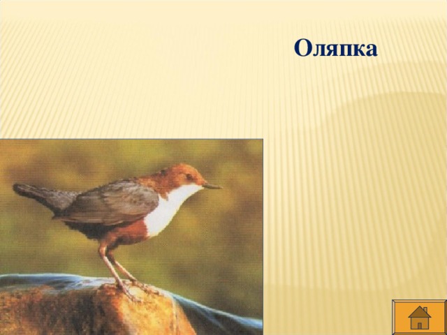 Оляпка