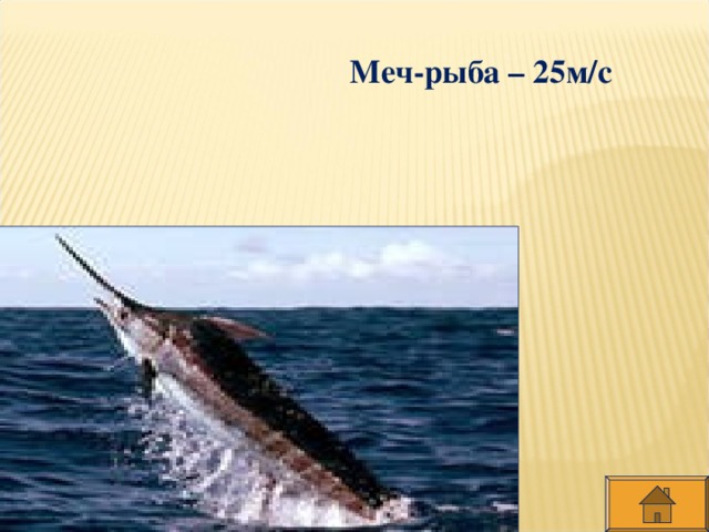 Меч-рыба – 25м/с