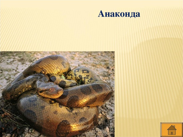 Анаконда