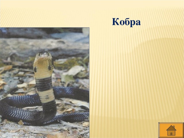 Кобра