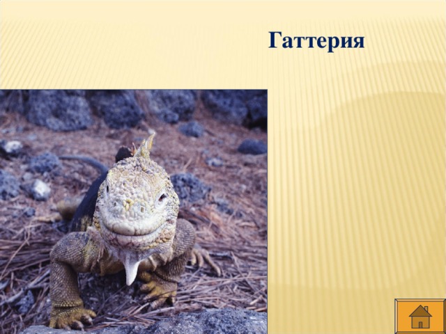 Гаттерия