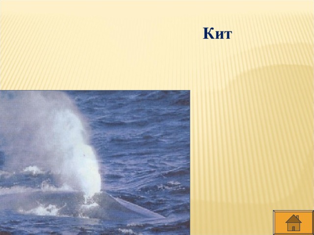 Кит