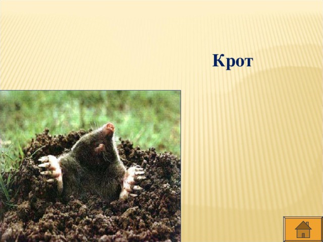 Крот