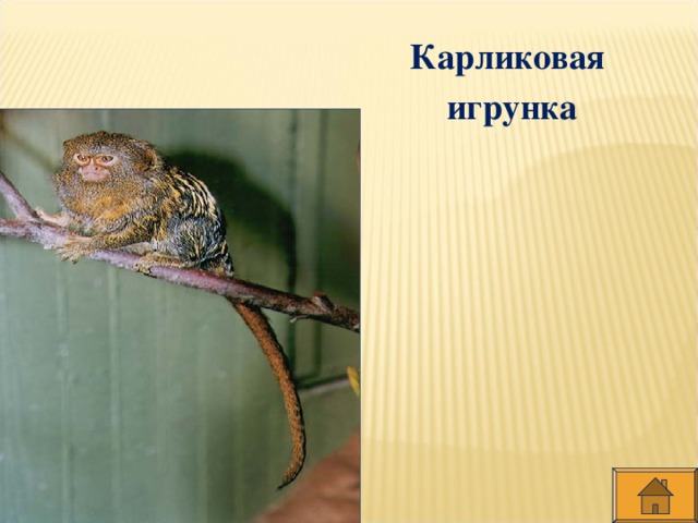 Карликовая игрунка