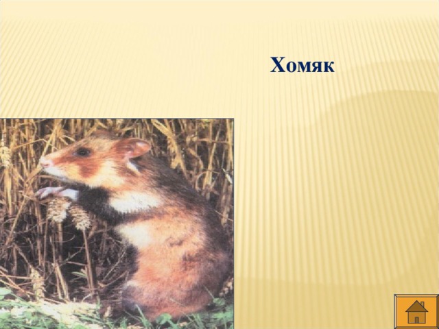 Хомяк