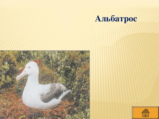 Альбатрос