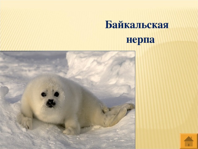 Байкальская нерпа