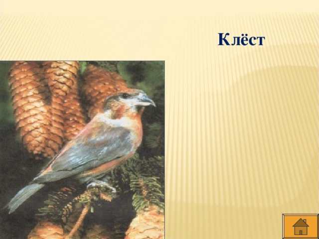 Клёст