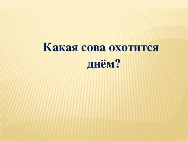 Какая сова охотится днём?