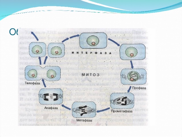 Общая схема митоза 