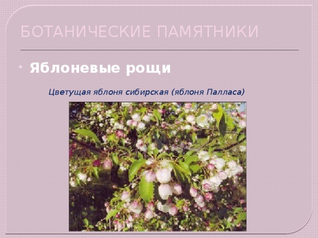 БОТАНИЧЕСКИЕ ПАМЯТНИКИ      Цветущая яблоня сибирская (яблоня Палласа) Яблоневые рощи 